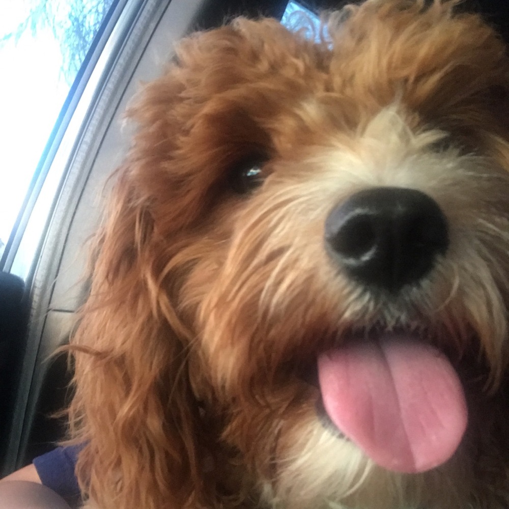 Meet your Posher, Nina